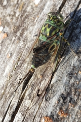 Amphipsalta
