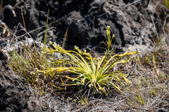 Lithophila radicata