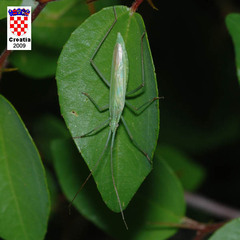 Megaloceroea recticornis