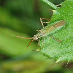 Stenodema calcarata