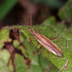 Stenodema calcarata