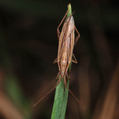 Stenodema calcarata