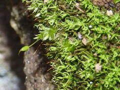Bryoerythrophyllum recurvirostrum