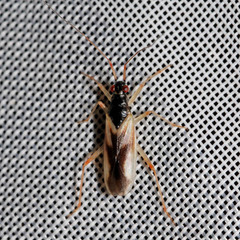 Teratocoris antennatus