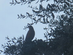 Quiscalus major