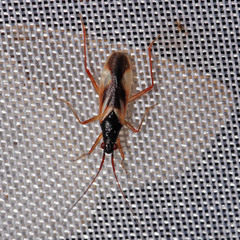 Teratocoris antennatus