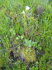 Primula clevelandii