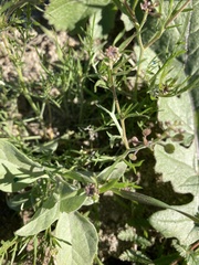Lepidium nitidum