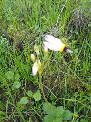 Primula clevelandii