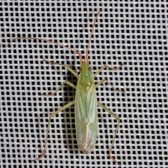 Trigonotylus