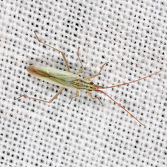 Trigonotylus pulchellus