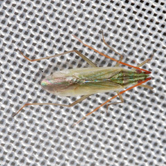 Trigonotylus pulchellus