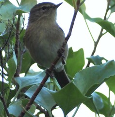 Phylloscopus canariensis