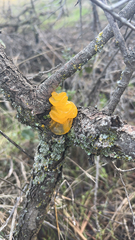 Tremella