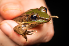 Lithobates vaillanti