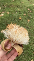 Pseudobombax septenatum