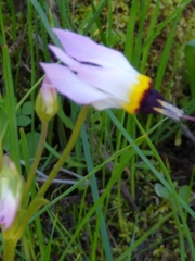 Primula clevelandii