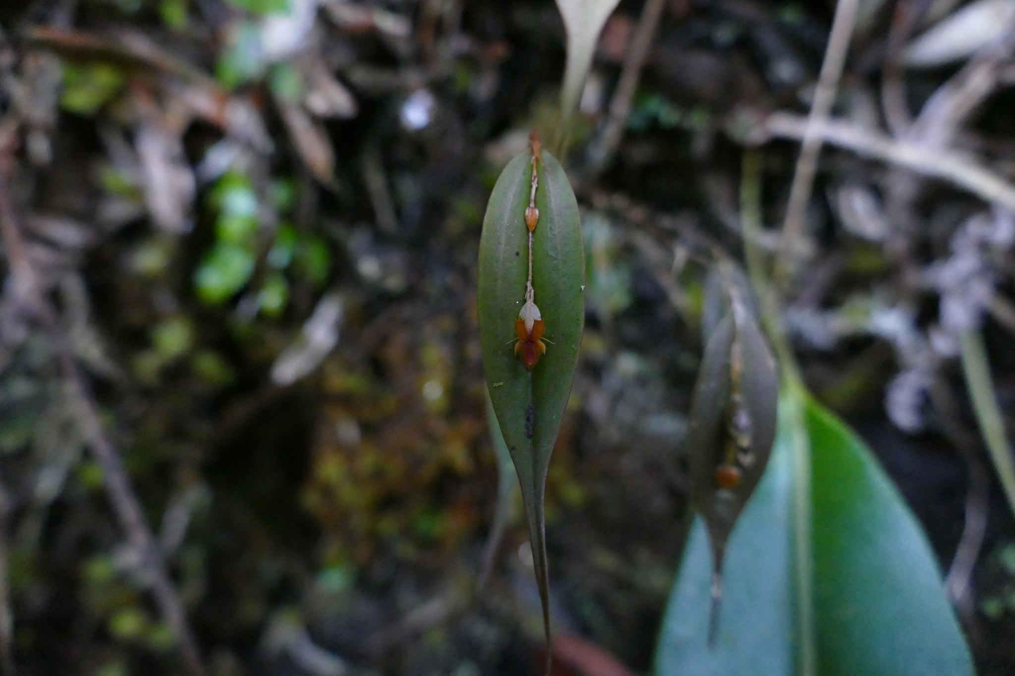 Lepanthes mucronata image