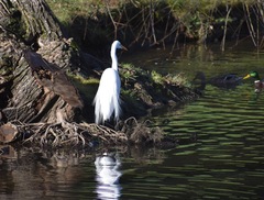 Ardea alba egretta