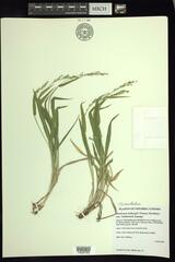 Dichanthelium xanthophysum