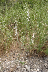 Delphinium rugulosum