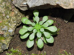 Sedum cepaea