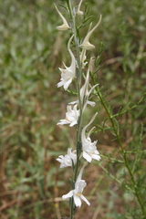 Delphinium rugulosum