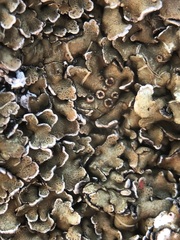 Squamarina cartilaginea