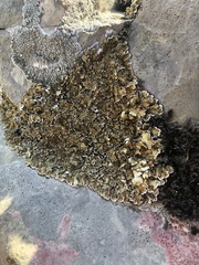 Squamarina cartilaginea