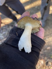 Russula xerampelina