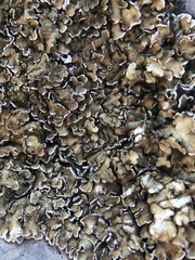 Squamarina cartilaginea