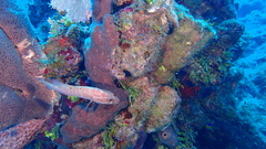 Cephalopholis cruentata