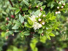 Metrosideros stipularis