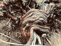 Chorizanthe dasyantha