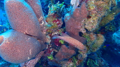 Cephalopholis cruentata