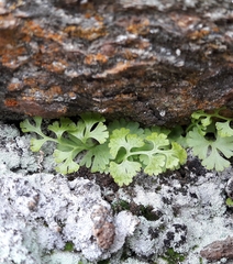 Anogramma leptophylla