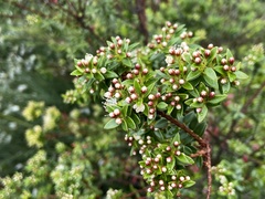 Metrosideros stipularis