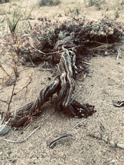 Chorizanthe dasyantha