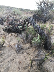 Chorizanthe dasyantha