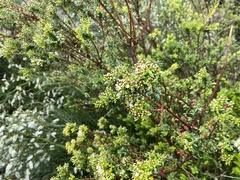 Metrosideros stipularis