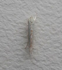 Stegommata sulfuratella