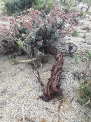 Chorizanthe dasyantha