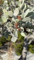 Conocarpus erectus sericeus