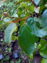 Colubrina arborescens