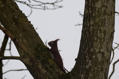 Sciurus vulgaris