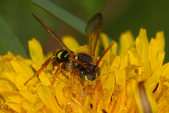 Nomada goodeniana