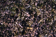 Chiloscyphus polyanthos rivularis