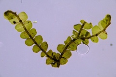 Chiloscyphus polyanthos rivularis