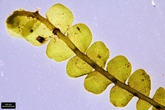 Chiloscyphus polyanthos rivularis
