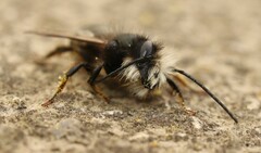 Osmia